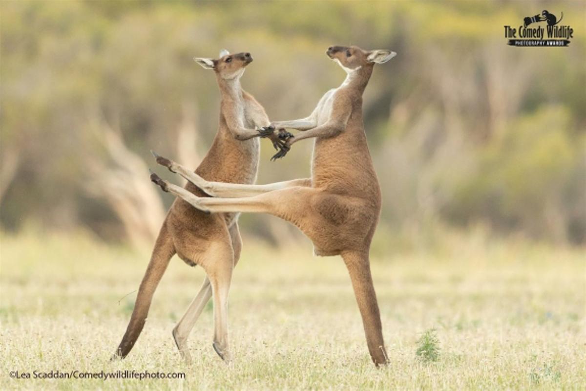 Las fotos de animales salvajes más divertidas del año