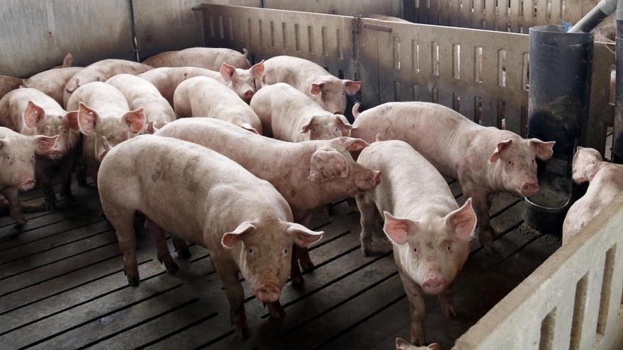 El sector porcí del Bages dins l’àrea de risc per la pesta viu amb «incertesa» el brot