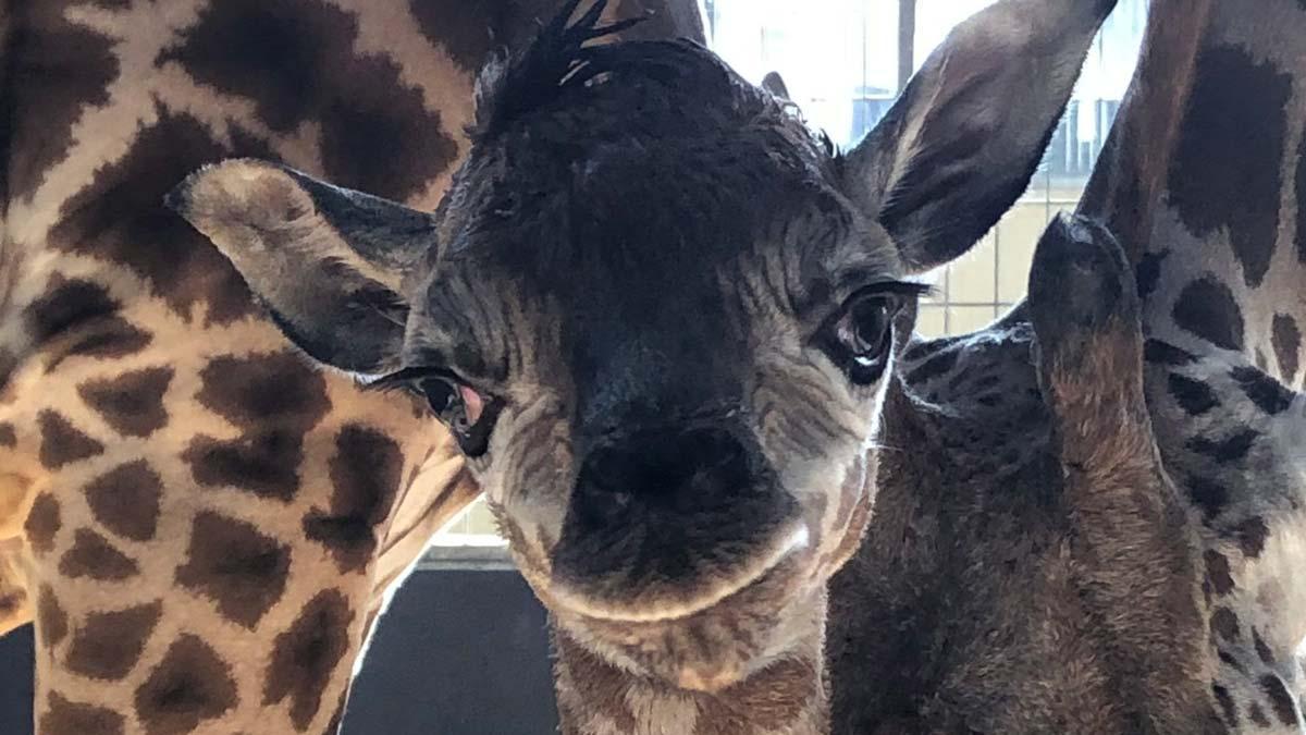 Nace una cría de jirafa en el Zoo de Barcelona.