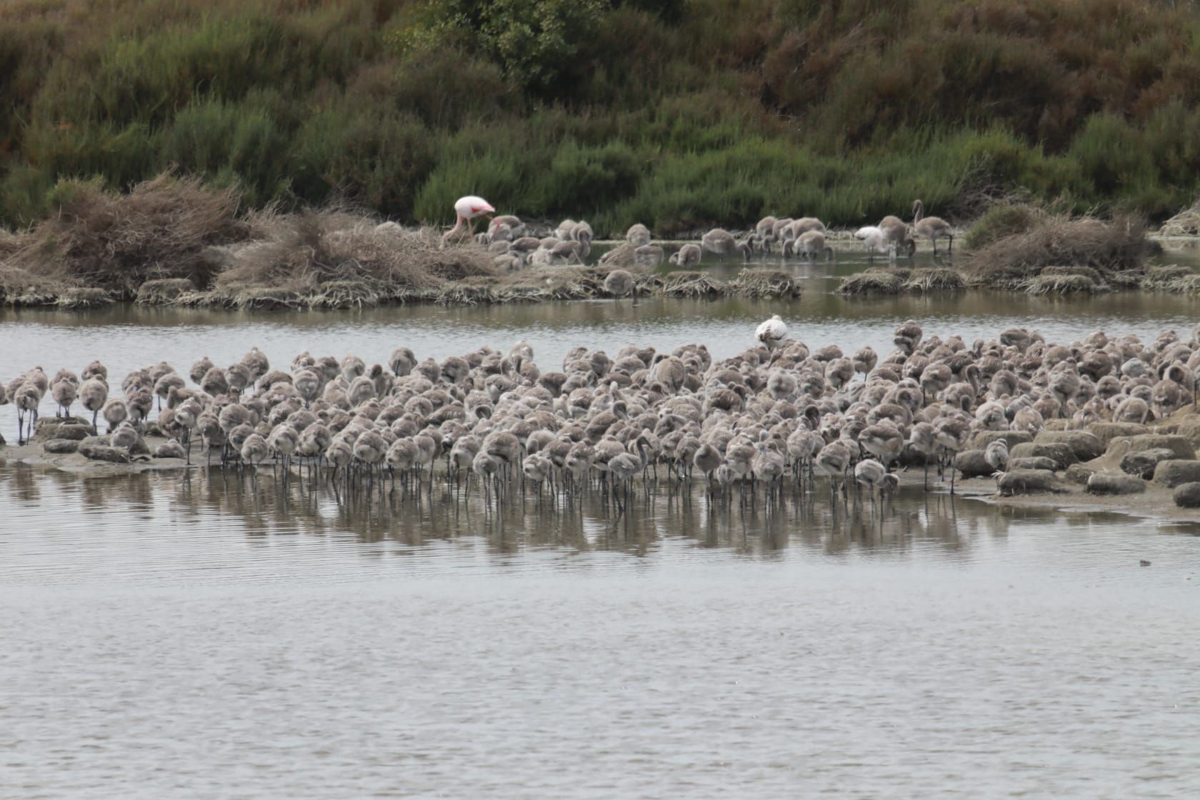 Las guarderías de flamencos en l'Albufera