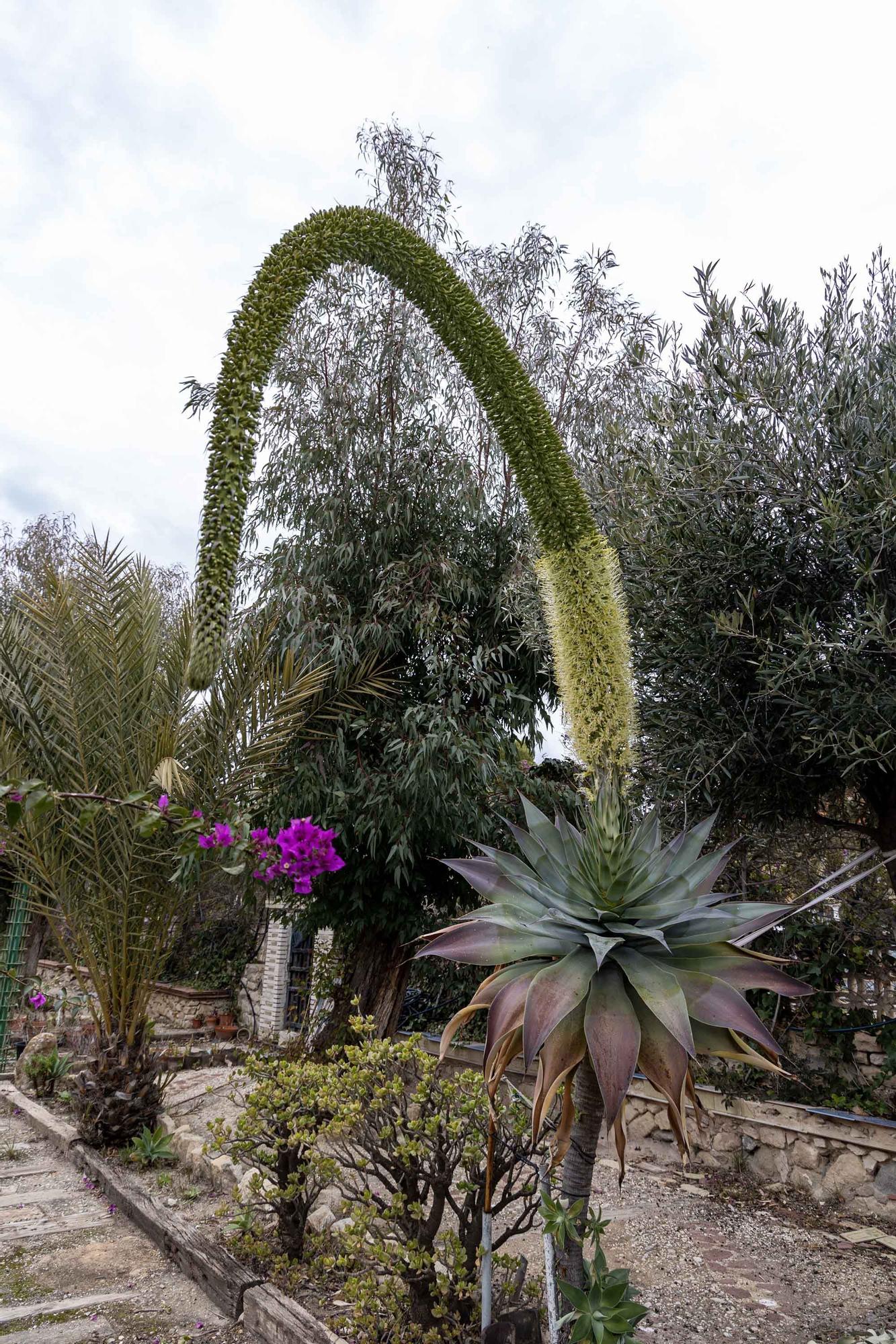 Una espectacular floración de un ejemplar de "agave attenuata" sorprende en El Campello