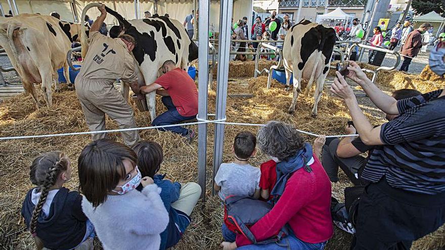 El concurs de munyir a mà de la Fira de la Llet de Vilobí. | DAVID APARICIO