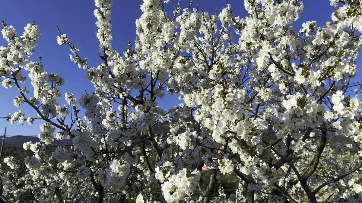 La primavera impacta en la floración de los cerezos del Valle del Jerte.
