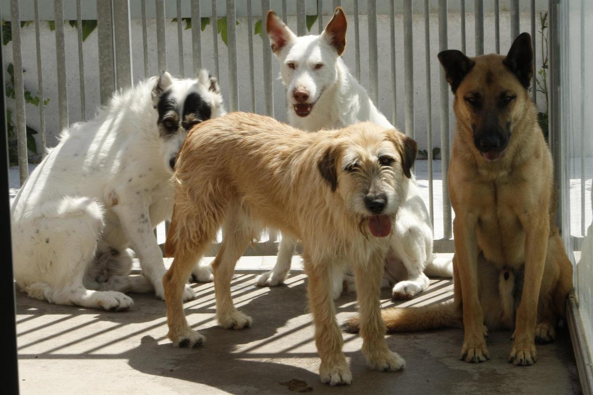 Perros abandonados.