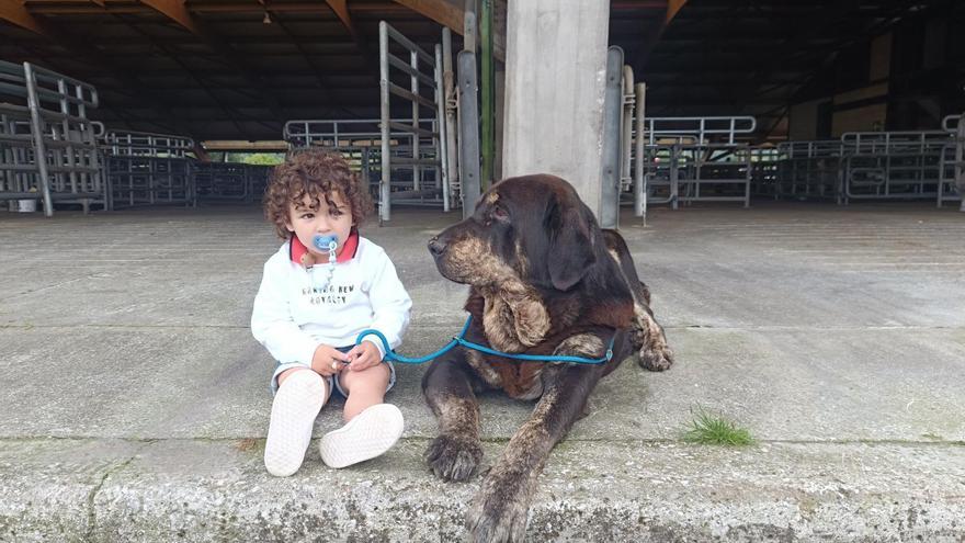 «Lola», la mastín de premio que cuida suffolk en Llanera y triunfa en la prueba del campeonato nacional en Siero