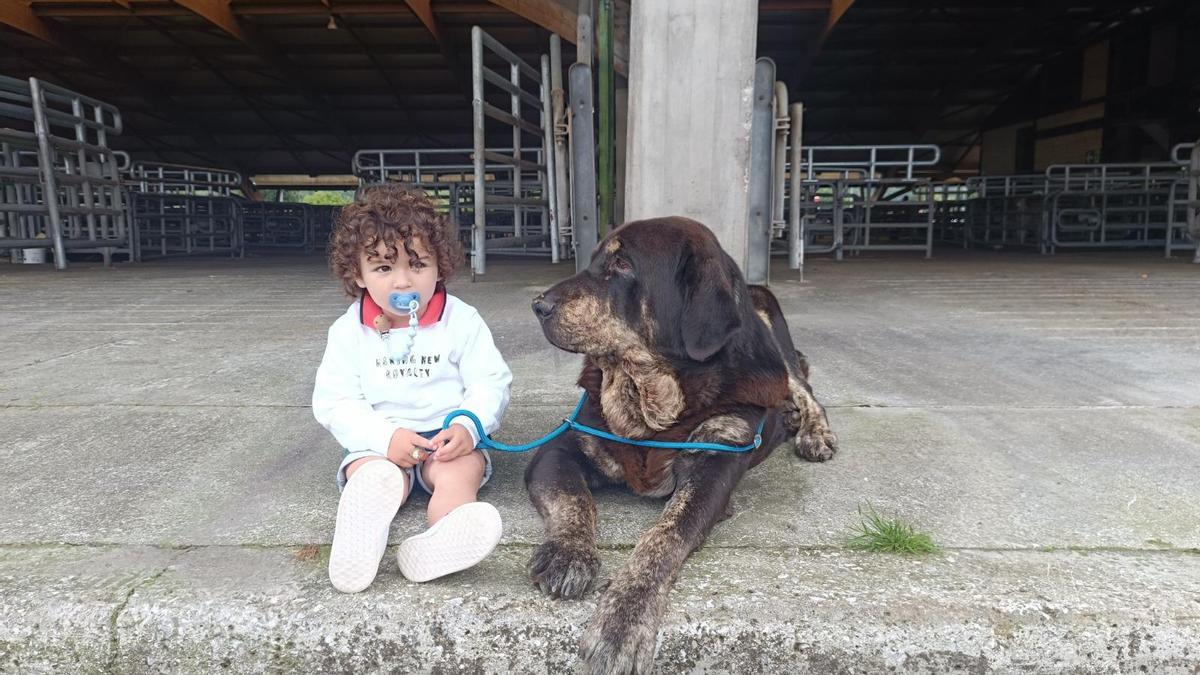 «Lola», la mastín de premio que cuida suffolk en Llanera y triunfa en la prueba del campeonato nacional en Siero.