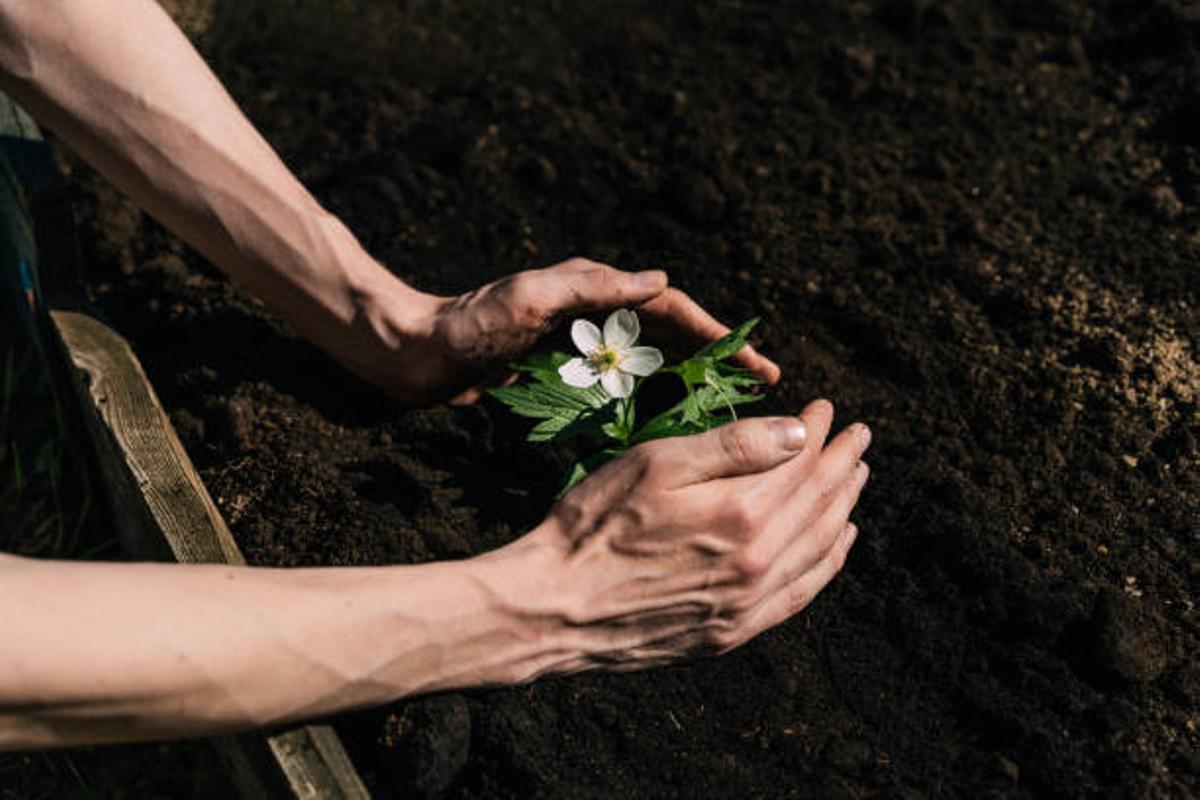 Imagen de unas manos plantando una flor.