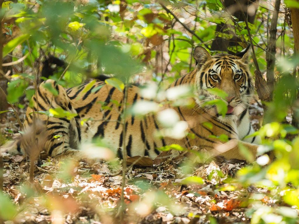 Madhya Pradesh, India