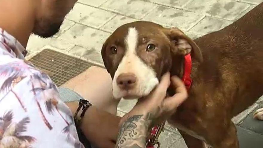 Final feliz para Estrella, la perrita que cuidó toda la noche de un anciano con alzhéimer