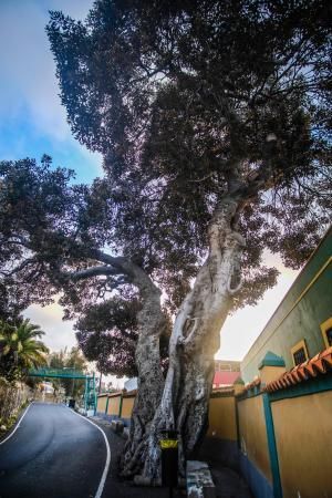 Árboles emblemáticos de Las Palmas de Gran Canaria