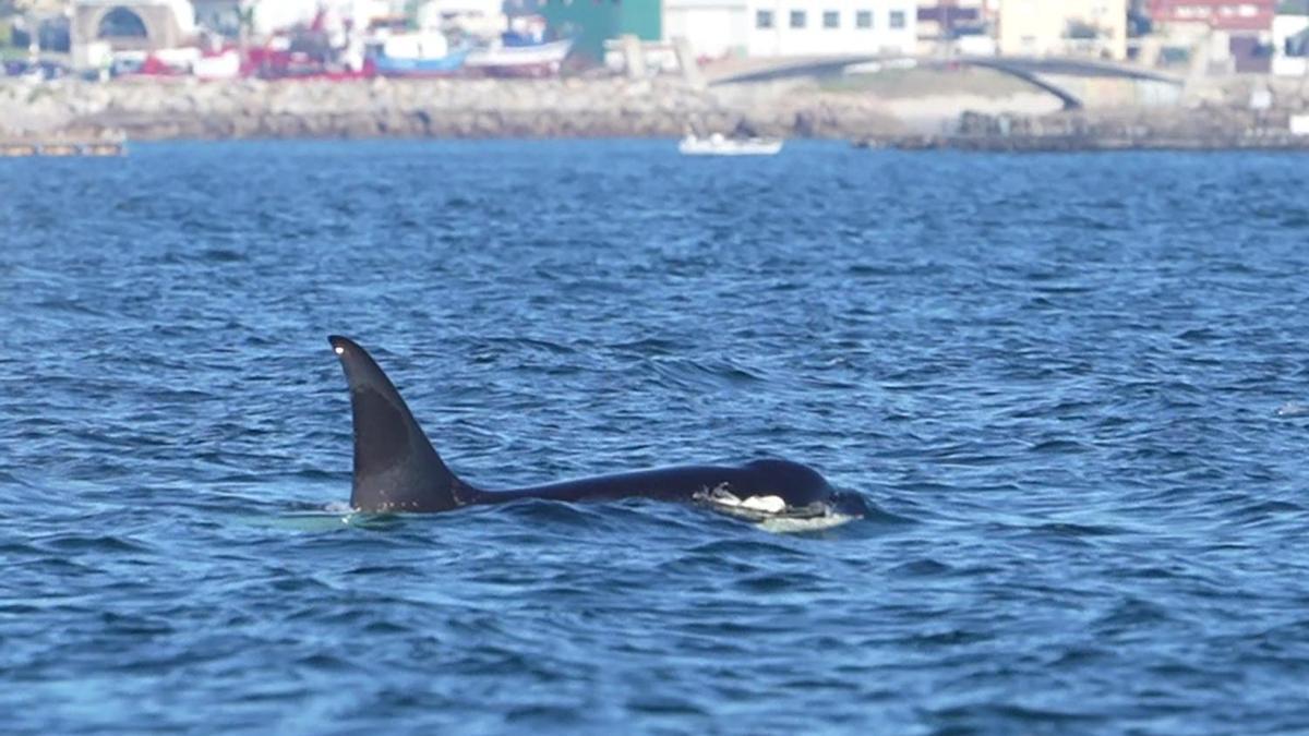Orcas fotografiadas desde el barco pesquero rehabilitado "Chasula" en aguas de la ría de Arousa. El 20 de agosto de 2023 a la altura de Rúa, Sálvora y la costa de Castiñeiras y Aguiño, en el Concello de Ribeira.