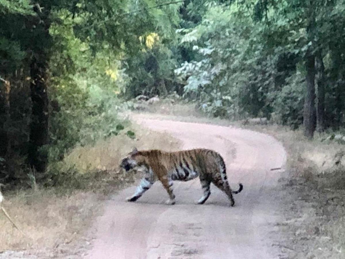 El codiciado tigre