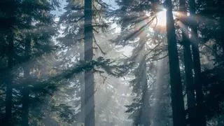 Los árboles saben defenderse de los incendios forestales