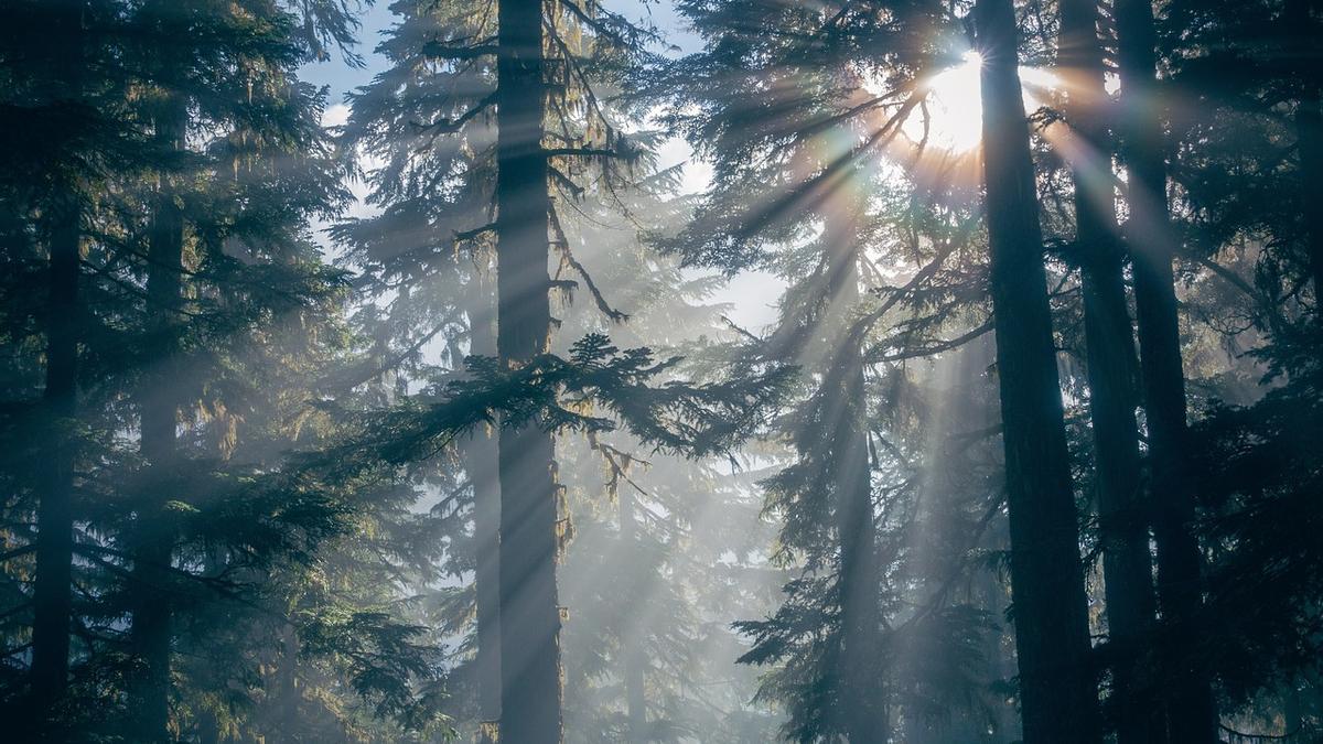 Algunos árboles han diseñado un mecanismo para resistir el impacto de los incendios forestales.