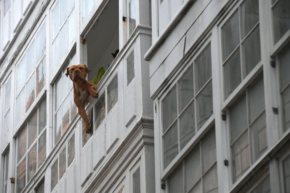 Los Bomberos de A Coruña rescatan a un perro