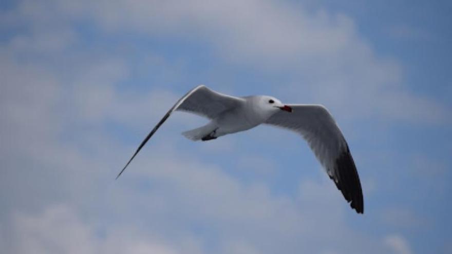 algunes de les espècies observades al delta de la Tordera. 1 Un exemplar de gavina corsa sobrevolant la zona protegida, entre Malgrat i Blanes. F  | ELENA FARRÉ 