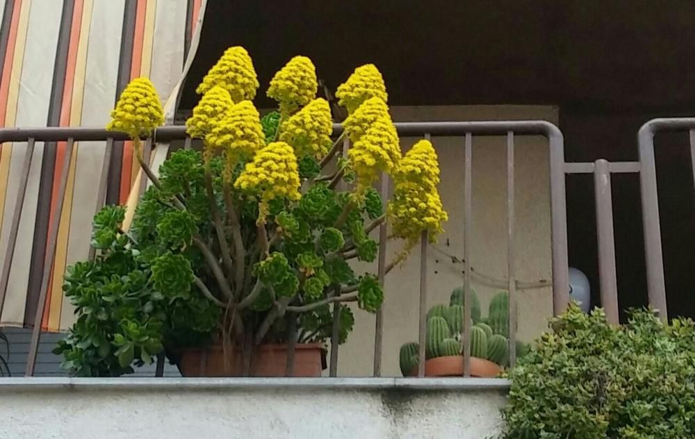 Grogor. El nostre lector ens envia aquesta bonica fotografia d’un balcó vestit de groc que ens anuncia l’arribada del bon temps.