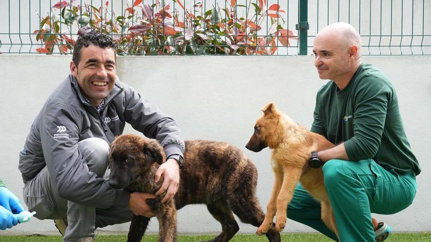 Más de un millón de euros anuales para perseguir el abandono animal