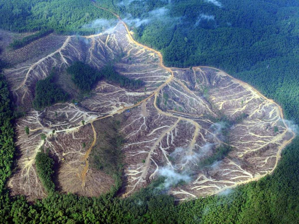 La UE quiere prohibir importar mercancías de zonas deforestadas