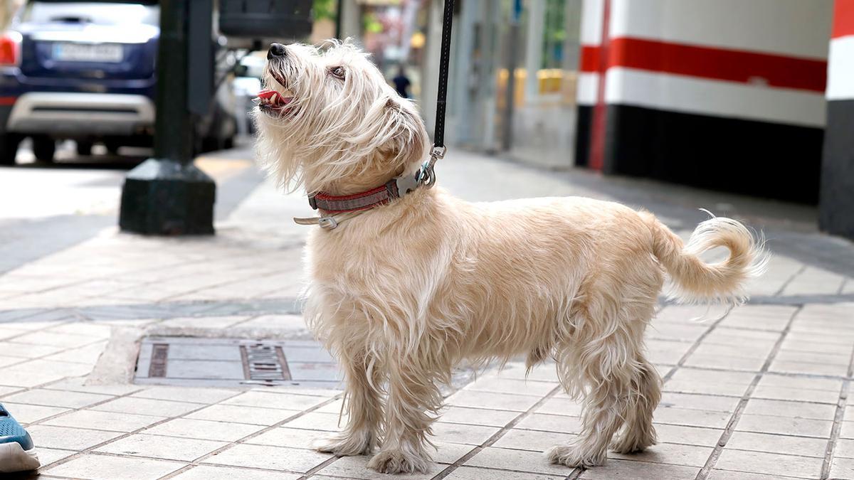 Perros en la calle.