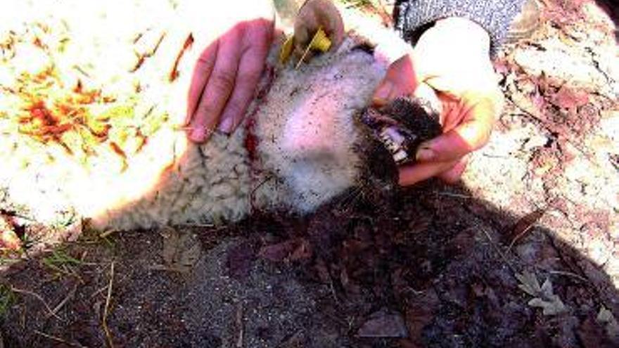 El ganadero de San Juan de la Cuesta muestra una de las ovejas atacadas.