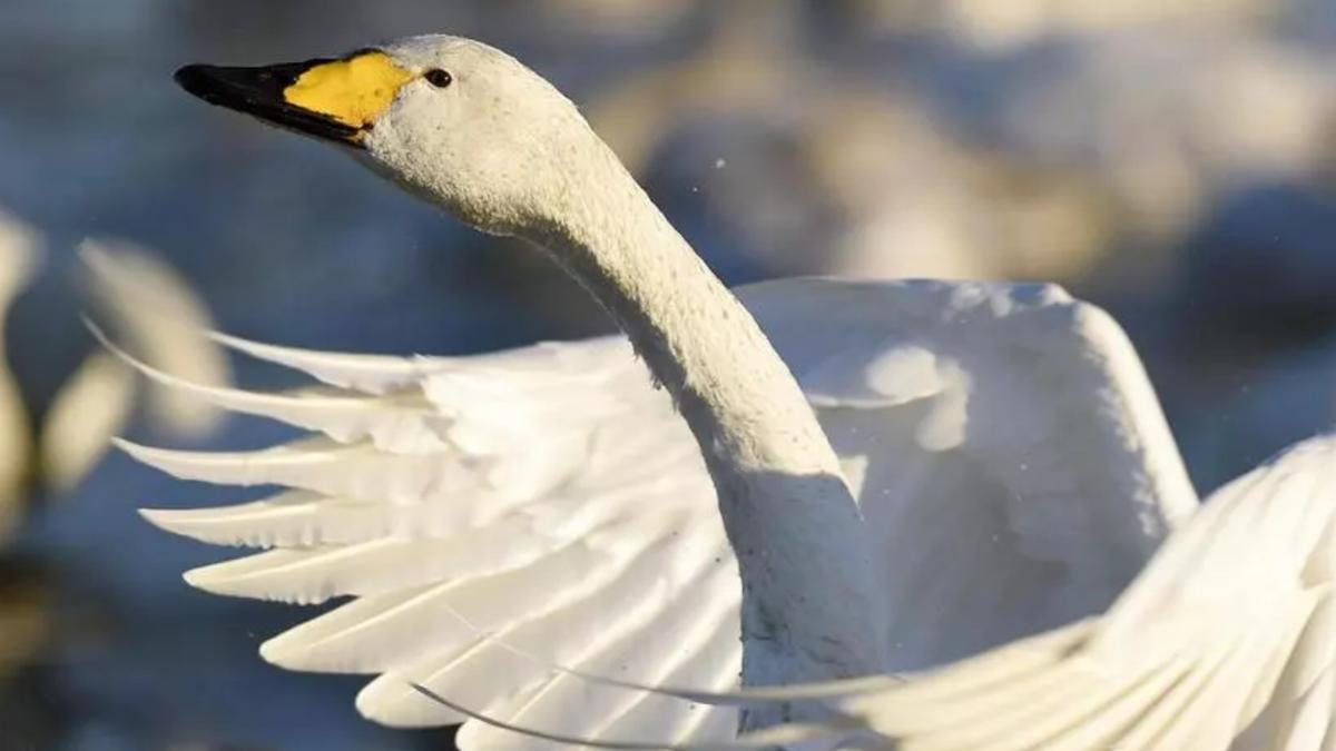 Un cisne aletea en el agua.