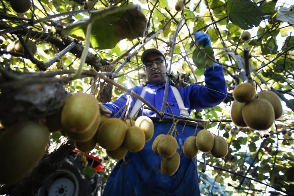 La recogida del kiwi en Pravia