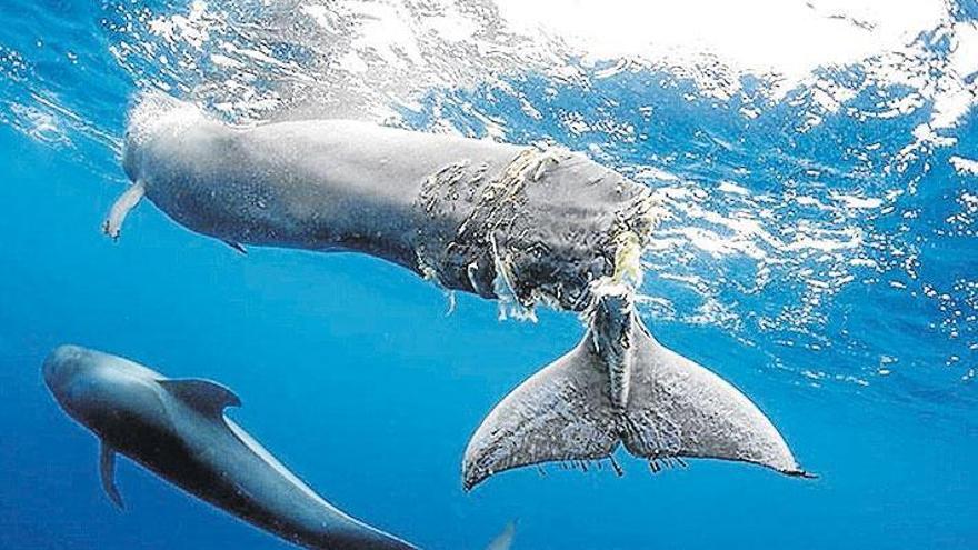 Crecen las muertes de cetáceos tras impactar con barcos