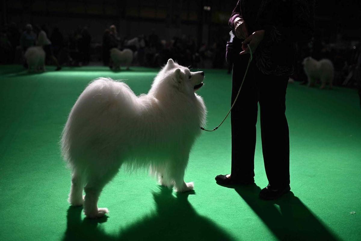 Exposición canina en el Centro Nacional de Exposiciones de Birmingham