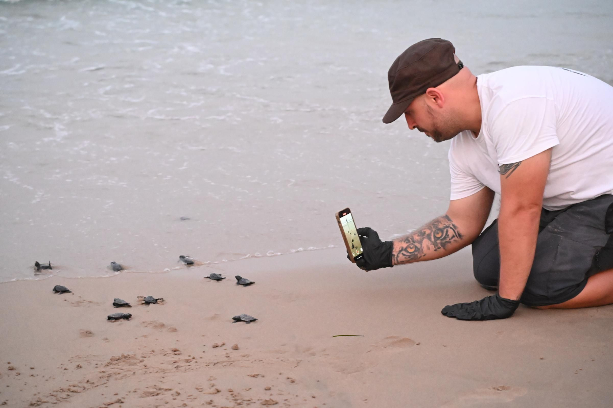 Gran expectación en Arenales del Sol por la suelta de 57 tortugas bobas recién nacidas
