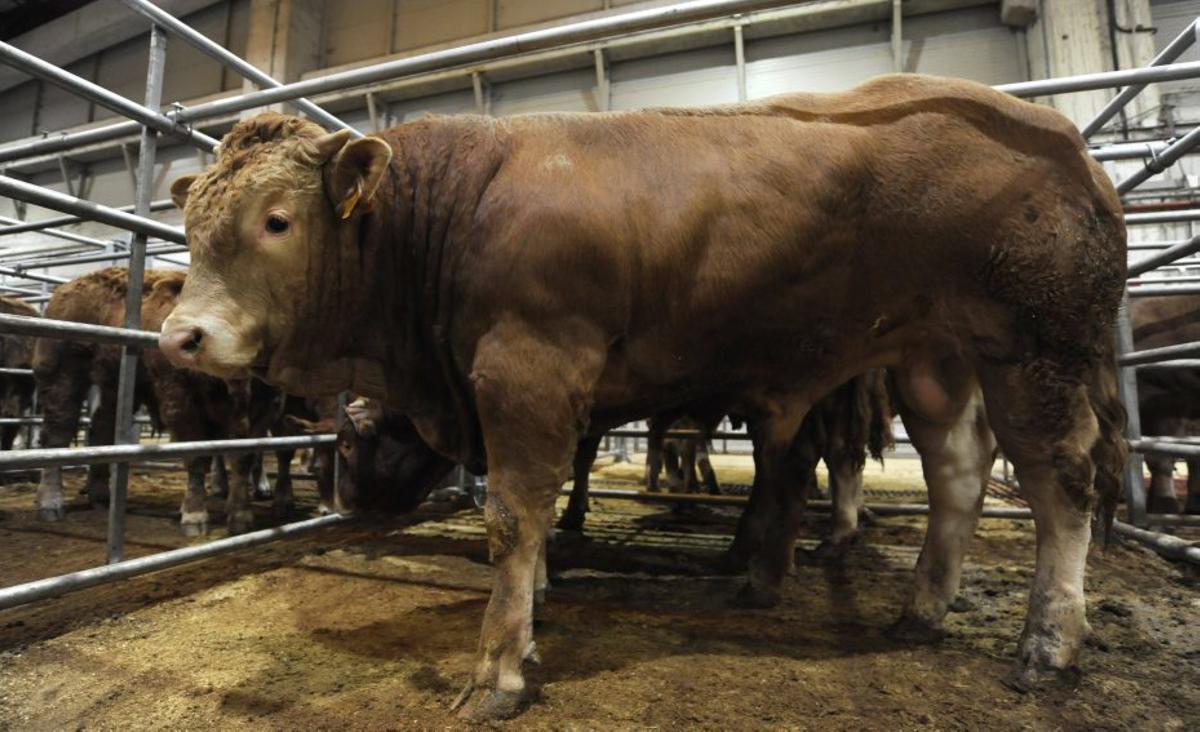 Silleda recupera la feria de ganado sin llegar a cubrir los topes de reses