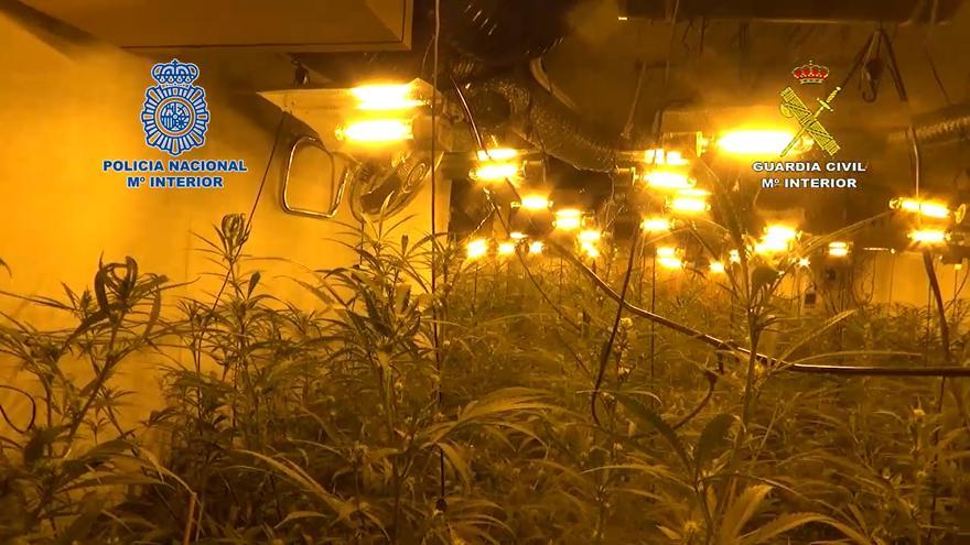 Dos detenidos tras descubrir 300 plantas de marihuana en una nave de Espíritu Santo
