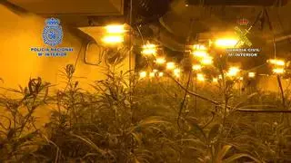 La Policía Nacional y la Guardia Civil desmantelan una plantación de marihuana en Cambre
