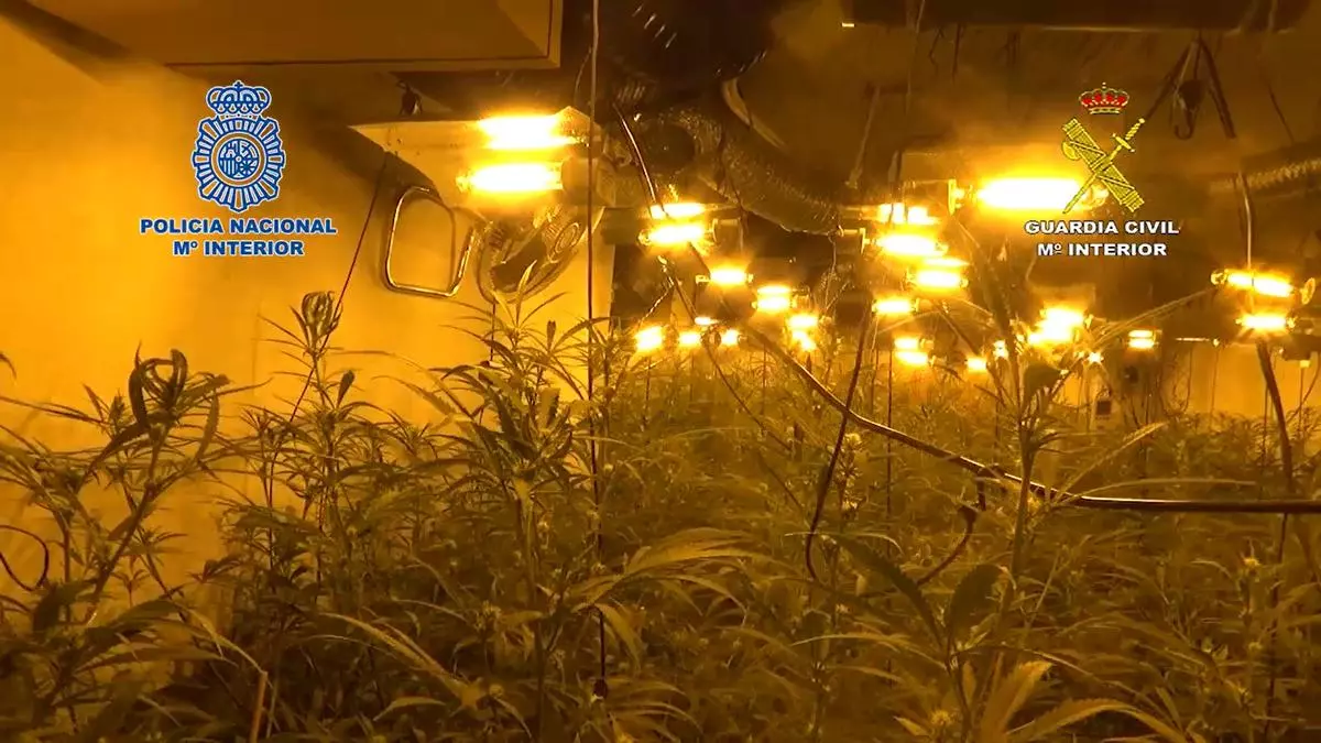 Dos detenidos tras descubrir 300 plantas de marihuana en una nave de Espíritu Santo
