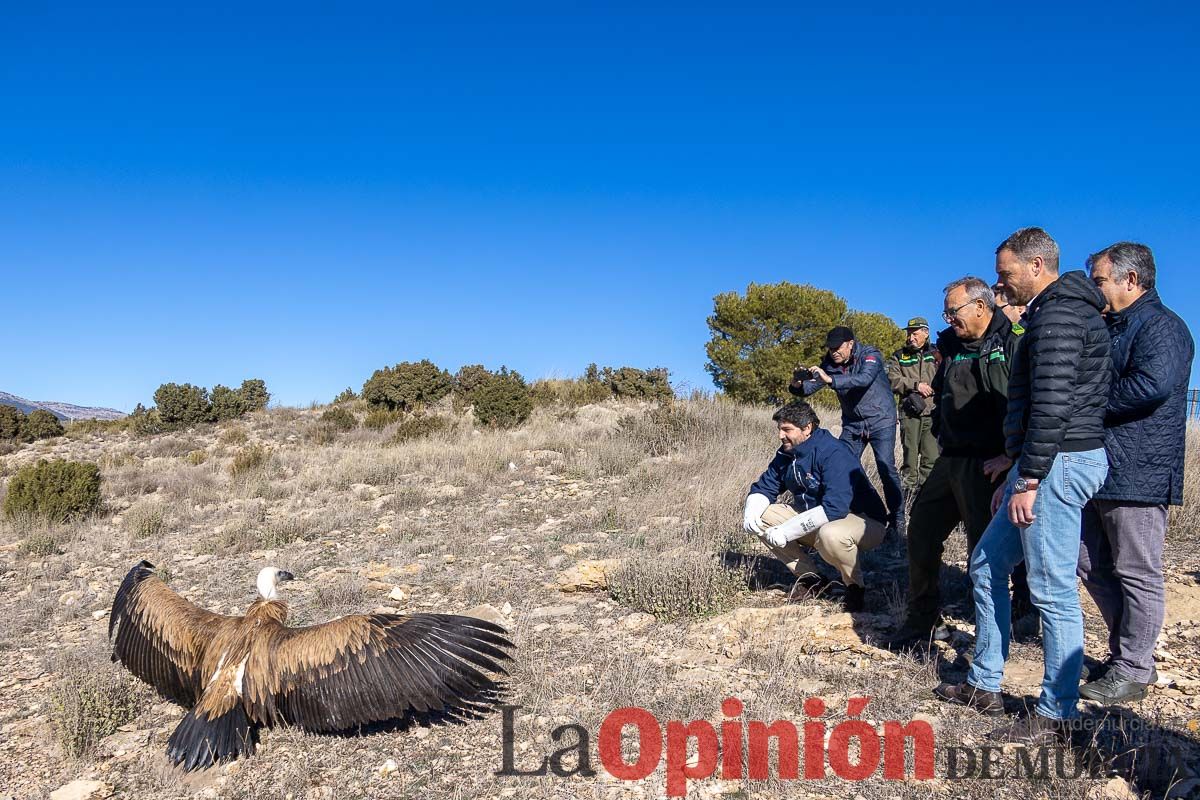 Suelta de dos buitres leonados en la Sierra de Mojantes en Caravaca