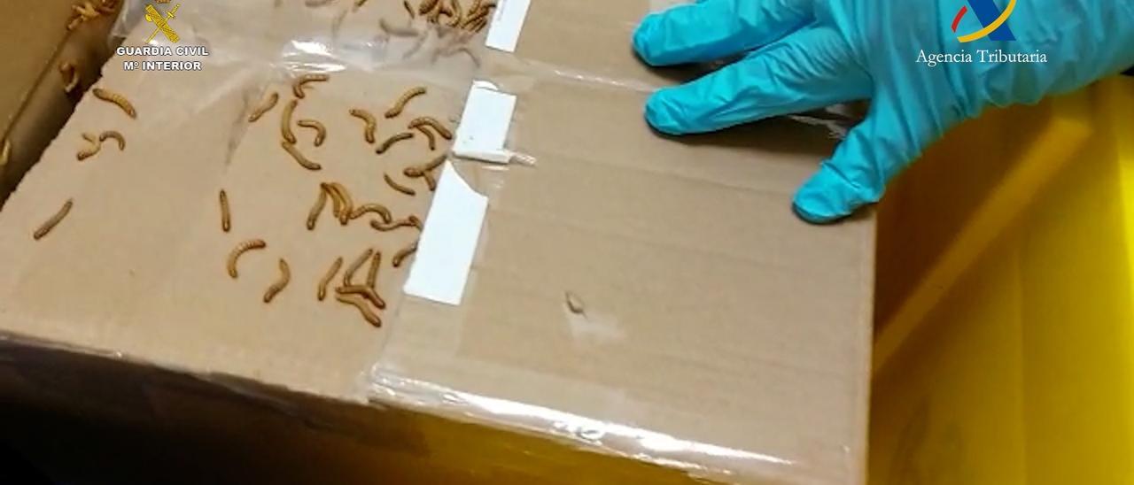 Denunciado por mandar por correo a Gran Canaria paquetes con gusanos y  cucarachas - La Provincia