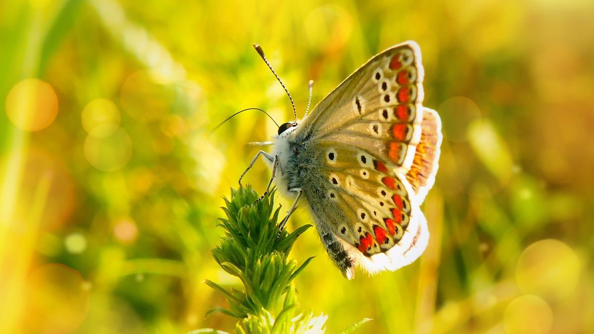 Ejemplar de 'Polyommatus agestis'