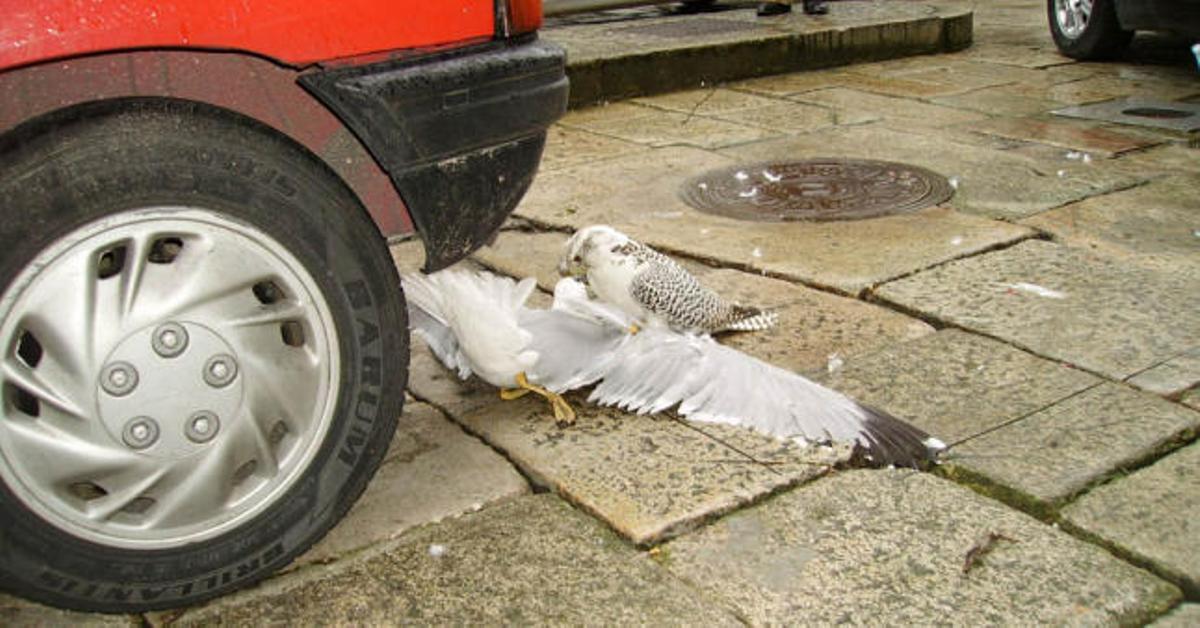 Un halcón de Alvedro, de caza en la Ciudad Vieja