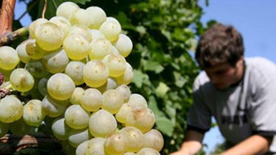 Los viñedos de Castellón producen ya 300.000 botellas de vino de calidad