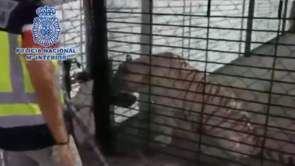 Investigan la tenencia de un tigre albino como "mascota de lujo" en un chalet