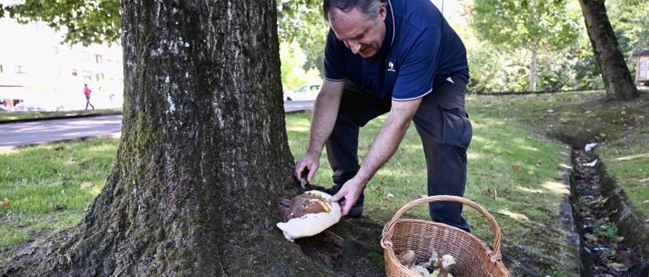 Jaime Blanco Dios recogiendo boletus aestivalis y lamnaoa fragrans, ayer en la zona de Campolongo.   | // RAFA VÁZQUEZ