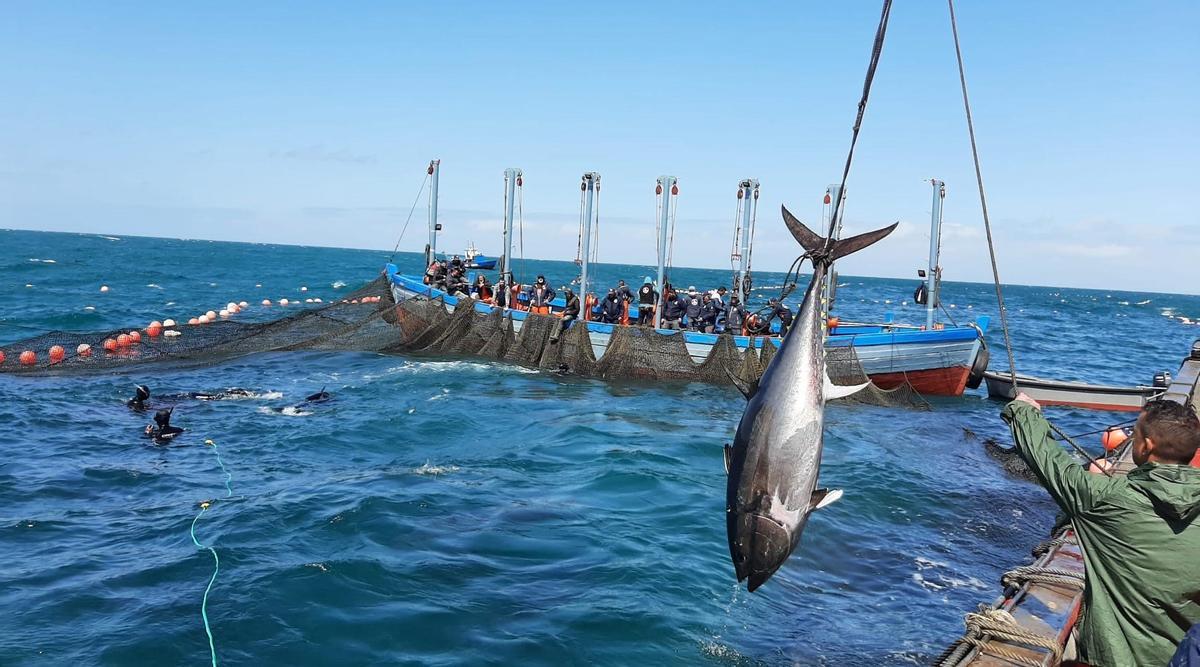 Uno de los atunes capturados en la primera «levantá» de la almadraba de Barbate, el miércoles.