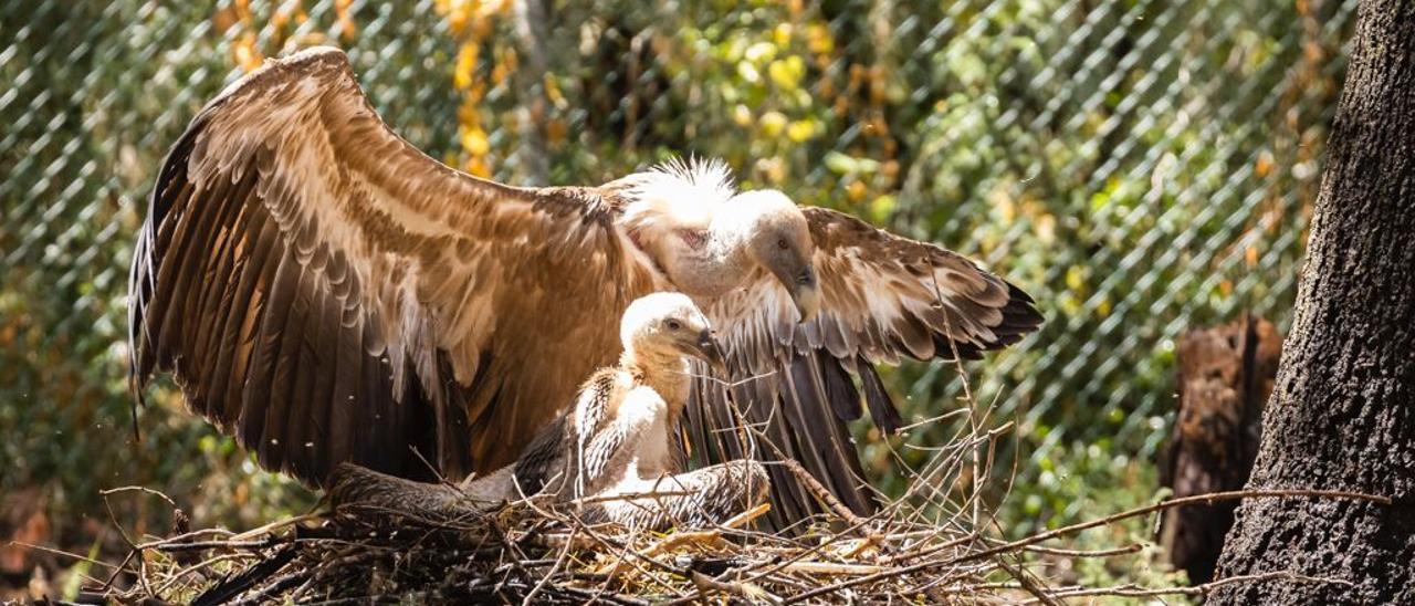 La cría de buitre leonado que, por primera vez, ha nacido en cautividad en la finca de la FVSM en Campanet.