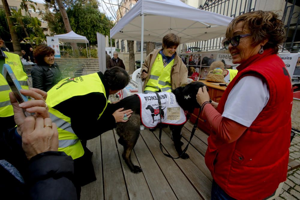 «Ven a la Dipu con tu mascota. Peques y peludos»