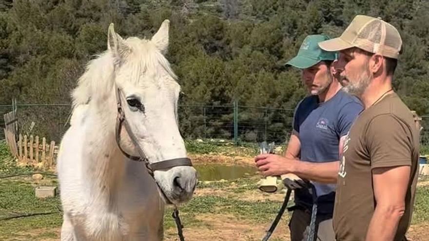 La triste historia de un caballo anciano abandonado en la Vall d'Uixó: Tiene más de 25 años y está famélico