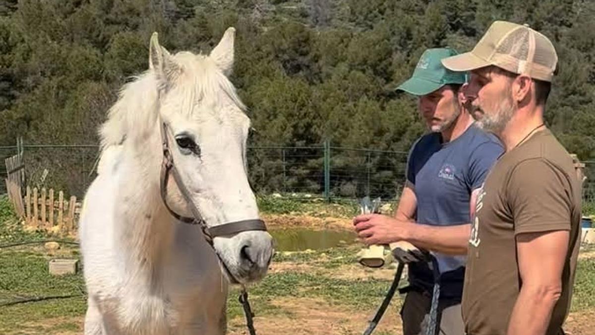 Vídeo: Rescatan un caballo en estado de desnutrición en la Vall d'Uixó