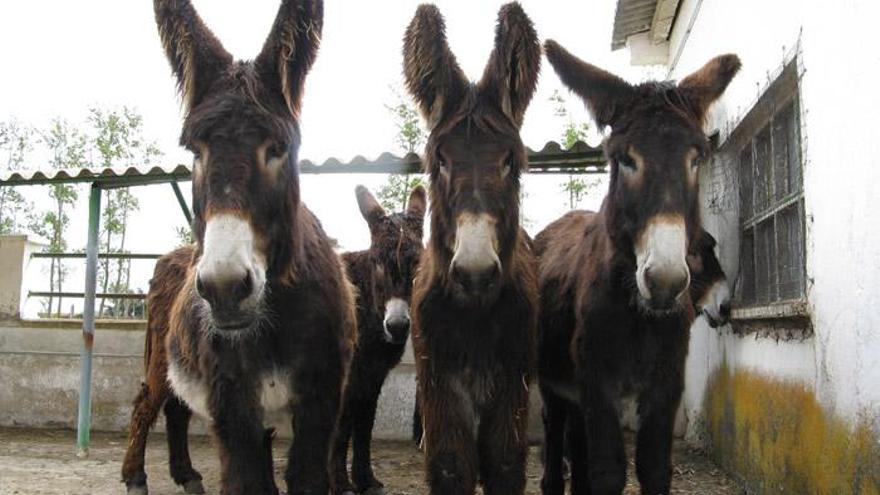 Cinco burros de la raza castellano-leonesa en una granja de la comarca, en una imagen de archivo.