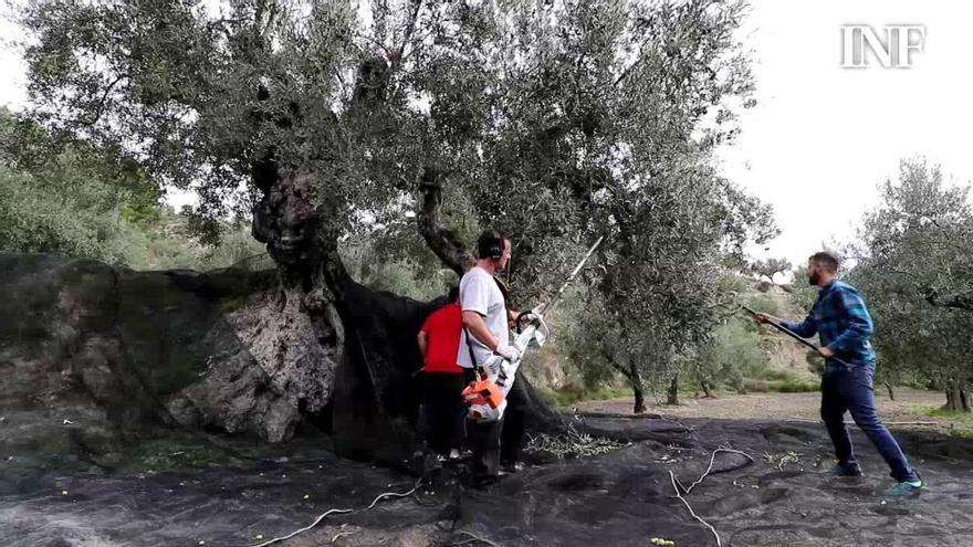 Los valles de Seta y Travadell elaboran aceite de olivos milenarios para evitar su abandono