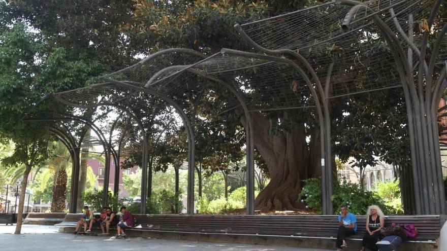 Agitada Historia En Torno Al Arbol Centenario La Opinion De Murcia