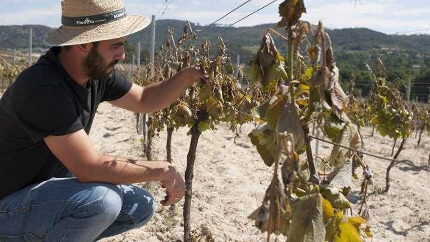 Viñedo de O Ribeiro afectado por las heladas. // I. Osorio